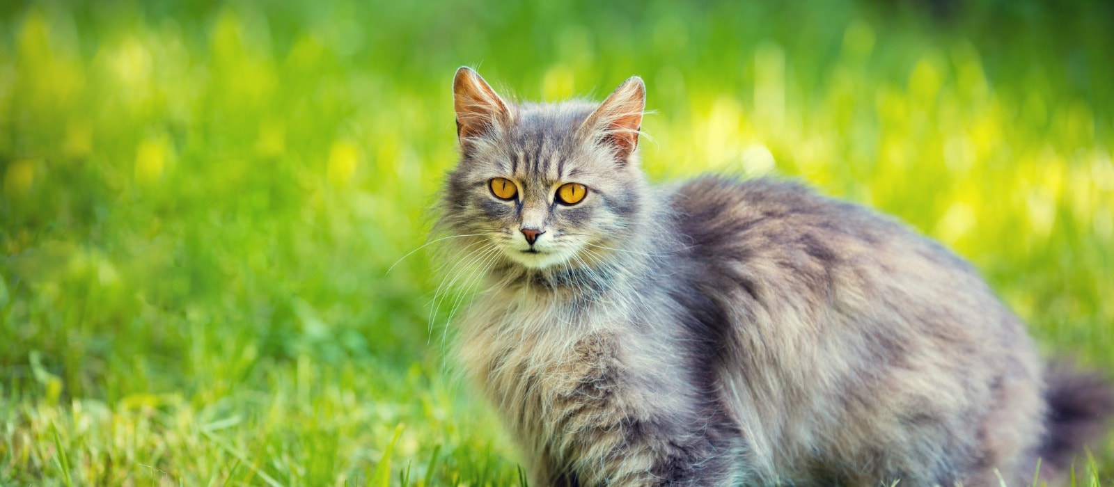 Trockenfutter für ausgewachsene Katzen – Hairball Control